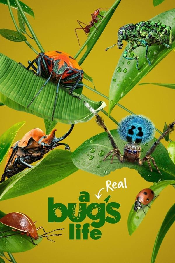 A Real Bug's Life: Season 1