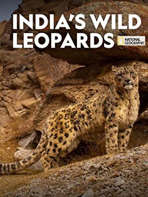 India's Wild Leopards (Short 2020)